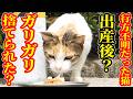 １年以上前に行方不明になった猫？あえて妊娠した猫を捨てる？去勢避妊中絶反対のTNR抵抗行為か？ご飯あげると・・・さくらねこと捨て猫へのエサやり【視聴だけでも猫たちを助けることになります】