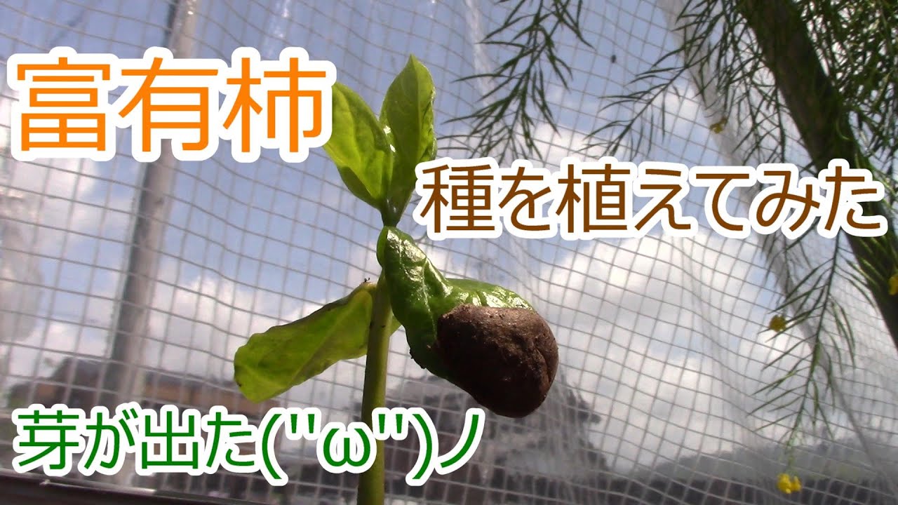 柿 育て 方 種