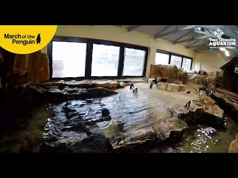 African penguin livecam - Two Oceans Aquarium