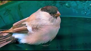 Winged Wonders: Exploring the Fascinating World of Birds