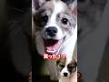 【感動】笑わなくて寂しそうだった元保護犬が笑った#shorts #こてもみ日記