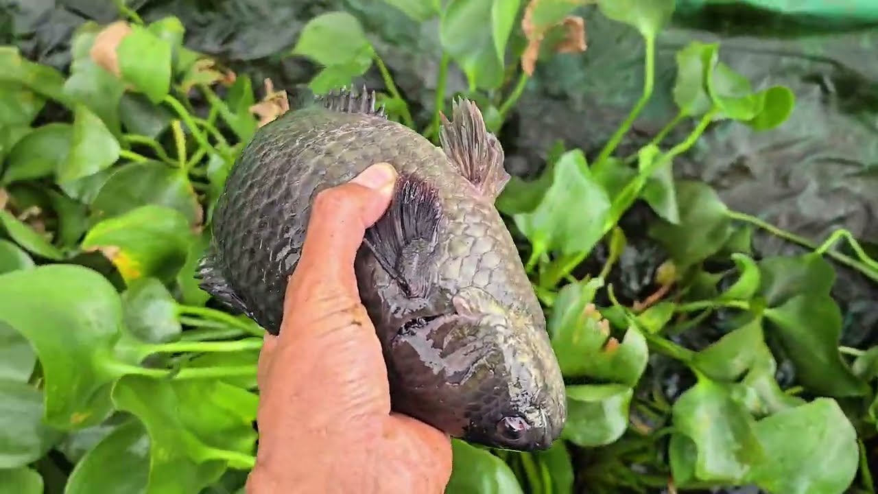 ចង់អោយត្រីក្រាញ់ឆាប់ធំលឿន គួរគិតរឿងពីរនេះជាសំខាន់ | របៀបចិញ្ចឹមត្រីក្រាញ់