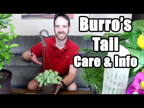 Vidéo: Burro's Tail Houseplant : cultiver et prendre soin d'un cactus à queue de Burro