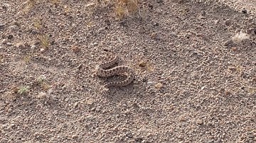 Mojave Desert Sidewinder