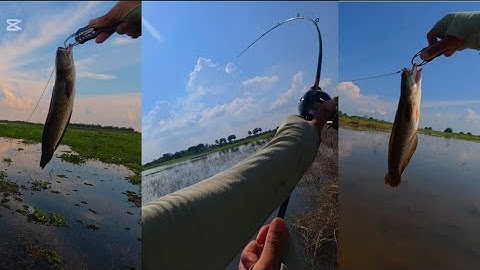 បបក់ត្រីផ្ទក់/រ៉សត្រីខាំកាចៗល្អមើល-Snakehead Fly Cast Fishing In The Natural lakes.