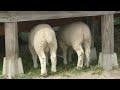 【いくとぴあ食花】 飼育されている羊の様子