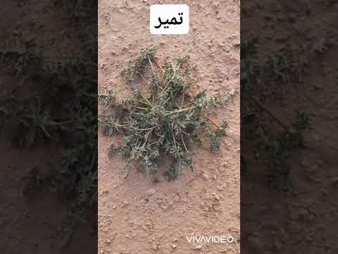 النباتات الصحراوية التي تعيش في الصحاري والبادية