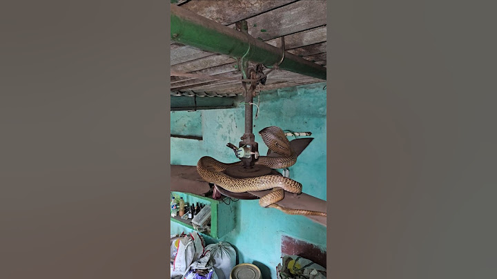 Unique Snake on the fan 😱🐍 सबसे अद्भुत नागिन दिखी पंखे पर लटकी 😰 #youtube #shorts