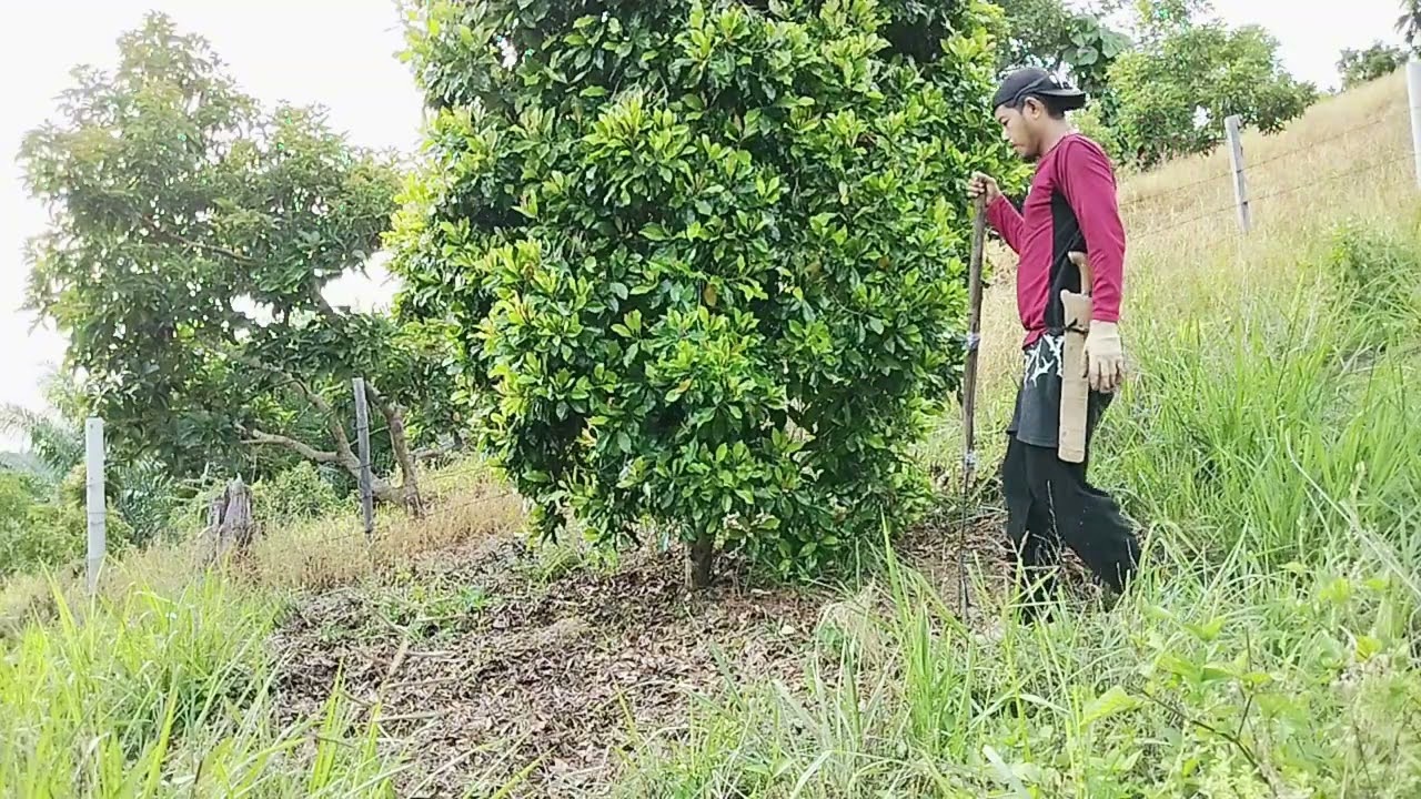 Proses pembersihan daun kering pada pohon cengkeh untuk mencegah perkembangan hama @BangOne26 