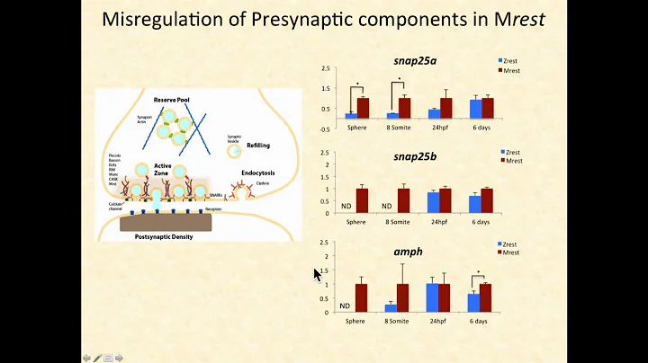 H Sirotkin: Longterm Regulation of Zebrafish Behav...