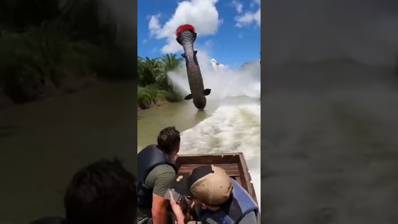Insane Giant Arapaima Smash Boat POV! 🐟🚤광폭 초거대 아라파이마 보트 충돌 POV! 🐟🚤狂暴 超巨大アラパイマ 船激突 POV!🐟🚤 #shorts