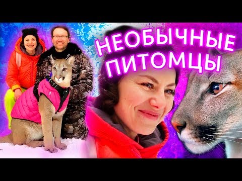 ЗАВОДИМ ПУМУ! ПИТОМЕЦ ПУМА В ДОМЕ И ПРОГУЛКА С ПУМОЙ В ЛЕСУ - НЕОБЫЧНЫЕ ДОМАШНИЕ ЖИВОТНЫЕ