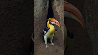 The Aerial Dance of the Great Hornbills​ companionship#wildlife #shots #nest #birds#amazing #Hornbil