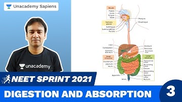 Digestion and Absorption Part 3 | Biology Sprint NEET 2021 | Dr. Raj Kumar Singh | Unacademy Sapiens