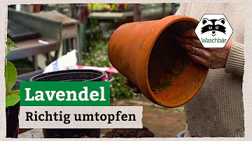 Wann ist die beste Zeit Lavendel umpflanzen?