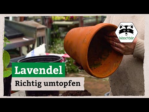 Video: Lavendelpflanzen teilen – Erfahren Sie, wie und wann Sie Lavendel teilen