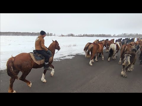 Табун лошадей цокает по асфальту.