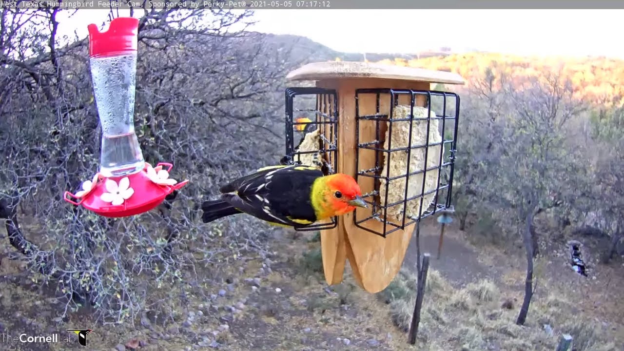 Western Tanager Feeding Frenzy In West Texas May 5, 2021 YouTube