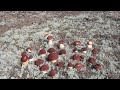 РАЙ ДЛЯ ГРИБНИКОВ. Супер сбор грибов в Томской области. Белые грибы. Mushrooms.