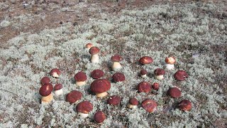 РАЙ ДЛЯ ГРИБНИКОВ. Супер сбор грибов в Томской области. Белые грибы. Mushrooms.
