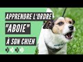 Comment apprendre lordre aboie  son chien 