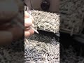 FAW 24 Overview Running 250 Count of 1 5 Inch Screw @ 10 bpm