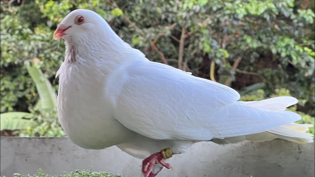 Cómo hacer q no se pelen algunos de tus palomos