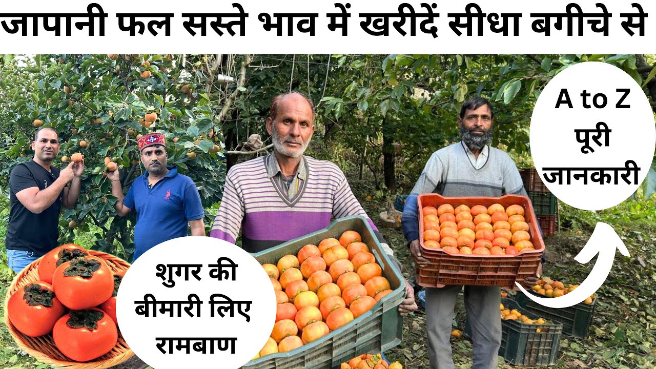 Himachal Kullu: जापानी फल सस्ते भाव में खरीदें सीधा बगीचे से| शुगर की बीमारी के लिए रामबाण| जापानी 🍎