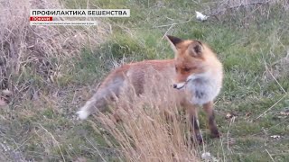 В Югре участились случаи бешенства