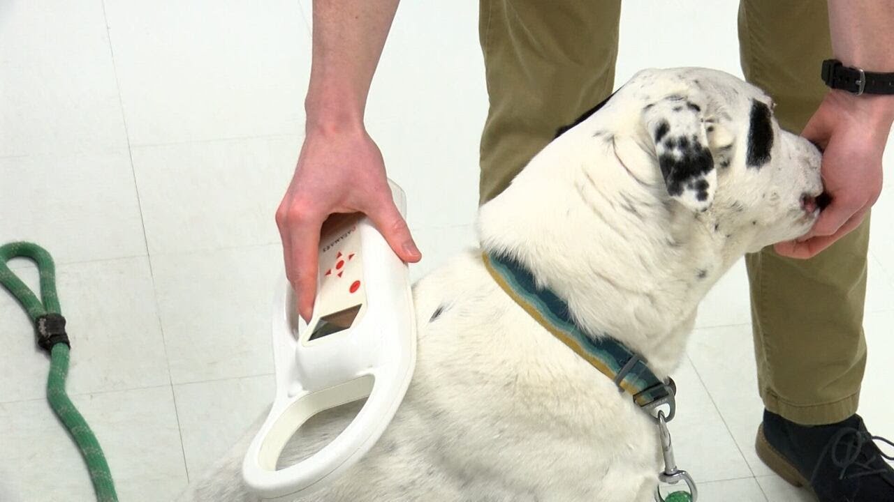Charlotte Vet urges pet owners to check microchip registrations after company shutdown