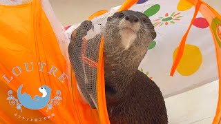 Otter Telling Us What She Wants to Do