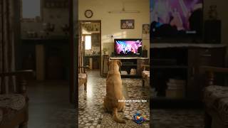 charlie என்ன கேட்டான் #funny #funnyvideo #funnytamil #funnydogs #comedydog #dubbingcomedy