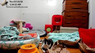 Coral vs the blanket by Kitten Cuddle Room 977 views 5 years ago 14 minutes, 4 seconds
