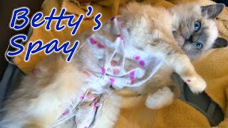 Betty's Spay Surgery, Her Baby Onesie, & Her Seroma Treatment