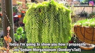 Donkey's Tail Propagation