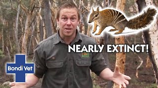 Experiencing The RARE NUMBAT Mammal | Full Episode | Wildlife of Tim Faulkner
