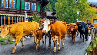 Коровята И Коровы-Мамы ​​Гуляют По Швейцарской Деревне Венген 🇨🇭