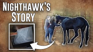 The Reality of Rescue | Nighthawk's Story