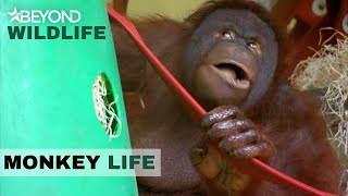 S6E12 | Oshine Shows The OrangUtans Who’s Boss | Monkey Life | Beyond Crime