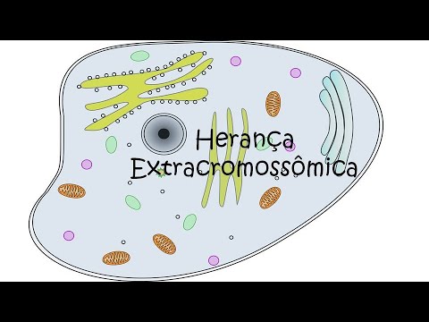 Vídeo: Quais são as funções do genoma extracromossômico?