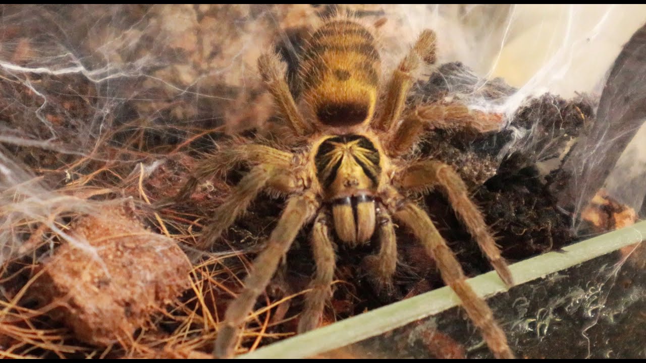 Neoholothele Incei - nest building TIMELAPSE FULL HD x8