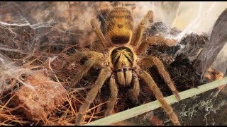 Neoholothele Incei - Nest Building Timelapse Full Hd X8