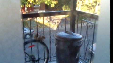 Squirrel vs. Trash Can