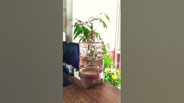 Chinese Hwa Mei Bird Melodies in the living hall