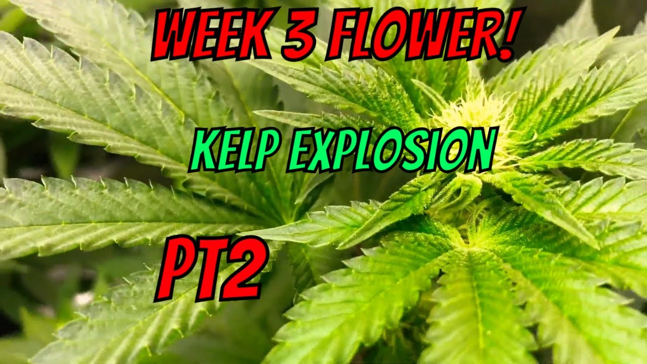 Organic Cannabis - Week 3 Flower update , Kelp Kelp Kelp!