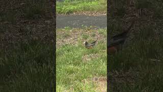 Sabia linda #pets #passaros #sabialaranjeira #viral #passarinho #aves #avessilvestres #videoshort