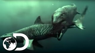 Mosasaur Shark Attack - Reign of the Dinosaurs Mosasaur Shark Attack - Reign of the Dinosaurs