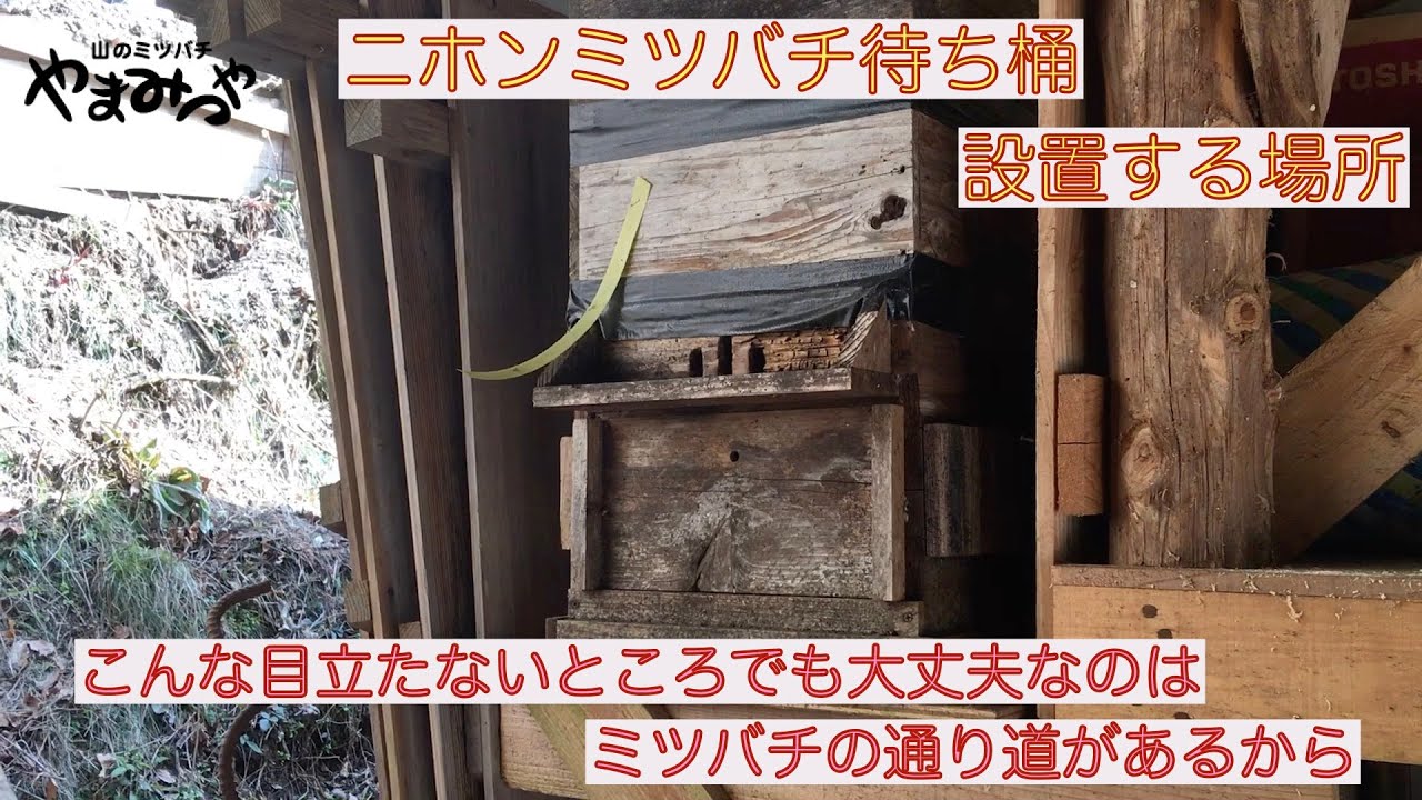 ニホンミツバチの待ち桶の設置場所を解説します。設置のときに最優先