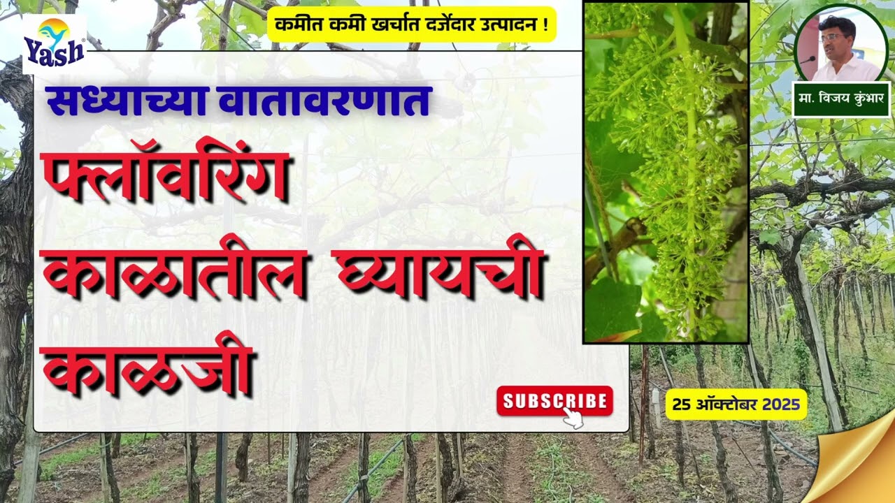 सध्याचे वातावरण फ्लॉवरिंग स्टेज गळ व कुज काय काळजी घ्यावी? | दि २५ ऑक्टोबर २०२५ | #grape #फळछाटणी