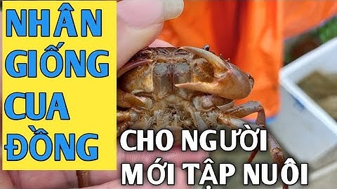 hướng dẫn tự nhân giống cua đồng cho người mới khởi nghiệp @trại-giống-hà-nam 0911.047.988